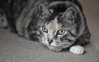 Sad cat floor blurry depth - chica macnab free wallpaper for desktop