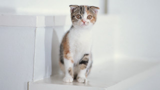 Sad cat ledge uplook puzzle - a ledge free wallpaper