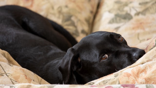 Black dog couch blanket looking - vanita free wallpaper