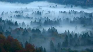 Foggy forest autumn leaves bare - a foggy forest free wallpaper
