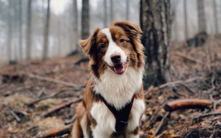 Dog woods smile harness bokeh - its face free wallpaper for desktop
