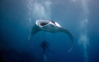 Manta ray ocean scuba diver - a person in the background free wallpaper for desktop