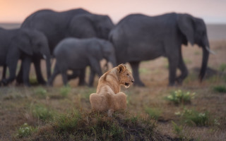 Lion elephants grass wildlife naturalism - wild free wallpaper