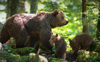 Mother bear cubs woods nature - the wood together free wallpaper