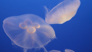 Jellyfish couple swimming ocean camera - jellyfish free wallpaper