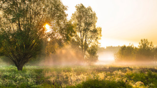 Foggy field tree grass sunset - a foggy field free wallpaper