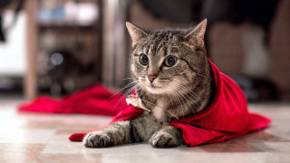 Regal cat red cape room - the floor of a room free wallpaper