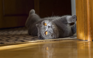 Cat back rug floor door - a rug free wallpaper