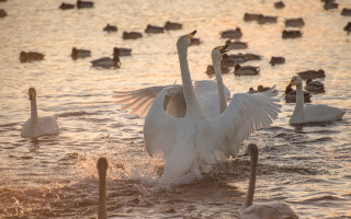 Swan flapping water ducks sunset - dawn free wallpaper