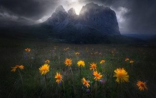 Wildflowers mountain cloudy sky sunbeam - a sunbeam free wallpaper