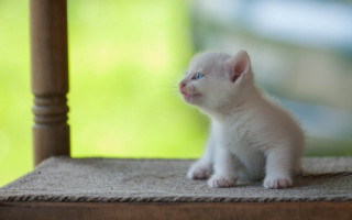 White kitten wooden chair looking 2 - a white kitten free wallpaper