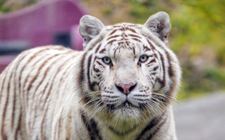 White tiger blue eyes road - a white tiger free wallpaper