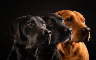 Three dogs black background animal - something free wallpaper