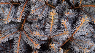 Pine orange needles branch brown - a brown center free wallpaper