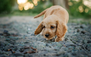 Puppy woods rocky path tilted - rocky free wallpaper