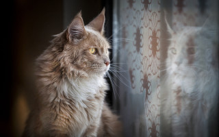 Cat curtain hologram reflection surreal - a curtain behind free wallpaper