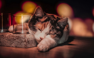 Cat sleeping table glass candle - warm free wallpaper
