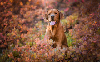 Dog flower field autumn shiba - its tongue free wallpaper
