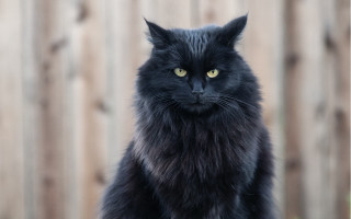 Black cat yellow eyes wooden - colin moss free wallpaper