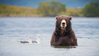 Bear water ducks trees mountains - darrell riche free wallpaper