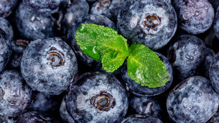 Blueberries greenleaf waterdroplets macro photorealism - blueberry free wallpaper