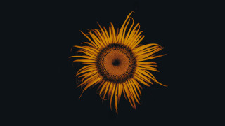 Sunflower black background yellow center - a sunflower free wallpaper