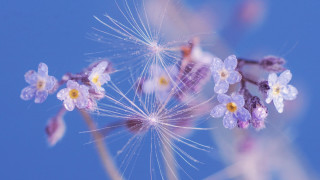 Dandelion water droplets impressionism butterfly - a close up of a dandelion free wallpaper