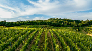 Green field blue sky trees - vine free wallpaper for desktop