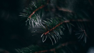 Pine branch blurry background nature - a pine tree branch free wallpaper