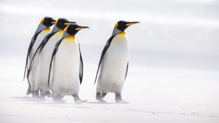 Penguins beach snow walking photography - three penguin free wallpaper