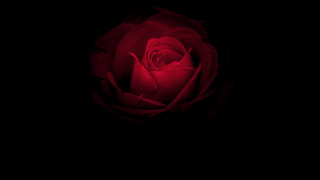 Red rose black background blue - a red rose free wallpaper