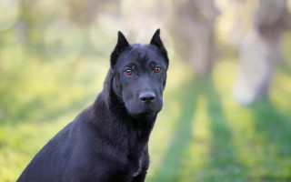 Black dog grass portrait neoclassicism - a black dog free wallpaper