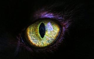 Cat eye gothic macro planet - iris free wallpaper for desktop