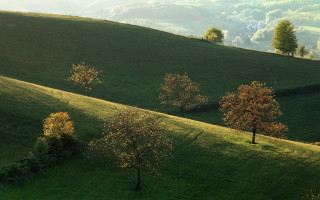 Grassy hill trees background hills - landscape free wallpaper for desktop