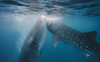 Whale sharks ocean moonlight night - their free wallpaper