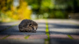 Hedgehog sitting sunblurred bokeh depth - a hedgehog free wallpaper