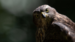 Owl yellow eyes closeup bird - prey free wallpaper
