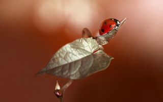 Ladybug leaf stem red background - a stem free wallpaper
