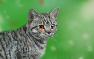 Orange eyes cat green blur - orange eye free wallpaper