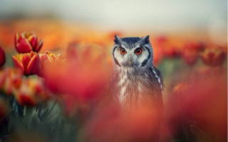 Owl flower field burn fire - tulip free wallpaper