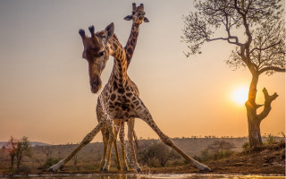 Giraffes water sunset arabesque wildlife - two giraffe free wallpaper