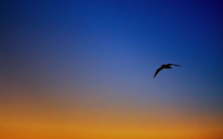 Bird sky sunset blue orange - tranquil free wallpaper