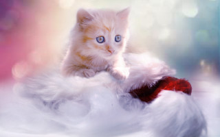 White cat fluffy blanket blue - hd wallpaper free wallpaper