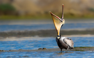 Seagull fish water beach sunset - open free wallpaper