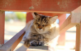Cat sitting wooden bench sad - a wooden bench free wallpaper