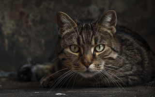 Sad cat looking camera blurry 2 - neoplasticism free wallpaper for desktop