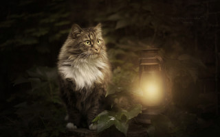 Cat lantern woods night serious - a cat sitting next free wallpaper