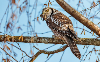 Bird branch leaves blue sky 3 - branch free wallpaper