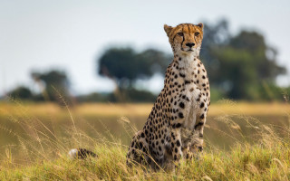Cheetah field tallgrass blurry background - a cheetah free wallpaper