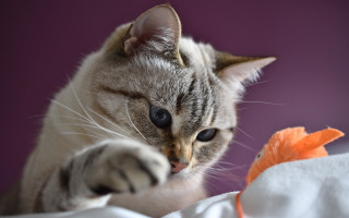 Cat toy bed purple white - toy free wallpaper